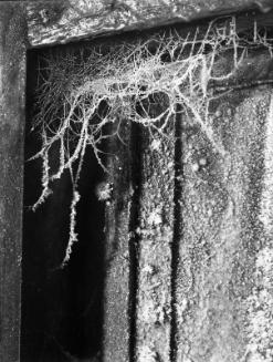 Untitled (frost-covered spider's web)