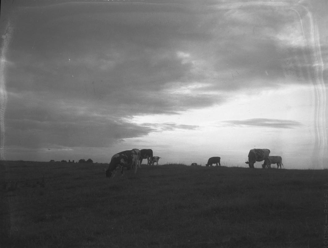 Untitled (cattle grazing)