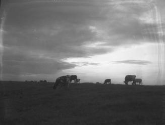 Untitled (cattle grazing)