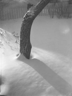 Untitled (bent tree trunk)