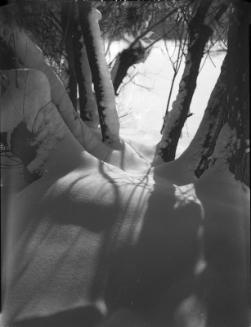 Untitled (tree trunks)