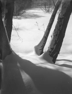 Untitled (tree trunks casting shadows)