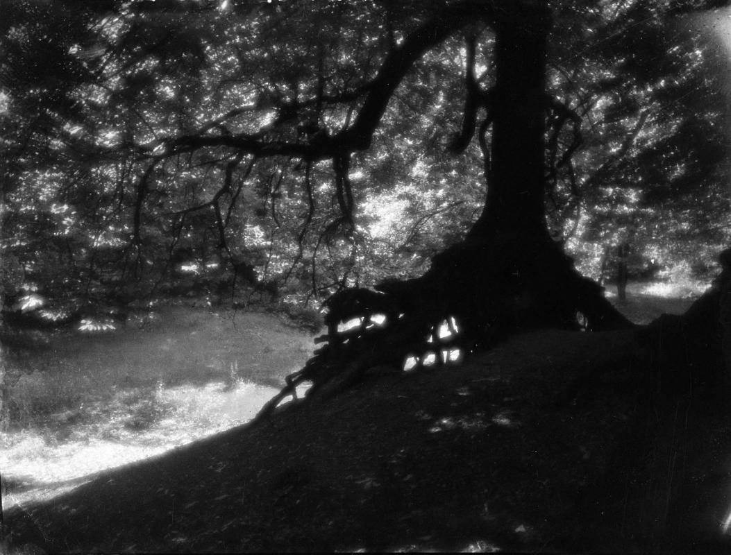Untitled (silhouette of uprooted tree)