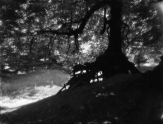 Untitled (silhouette of uprooted tree)