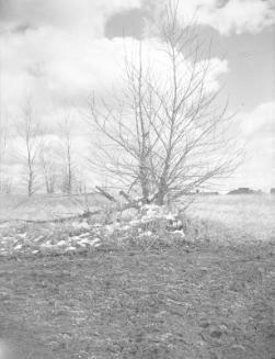 Untitled (tree with broken branch)