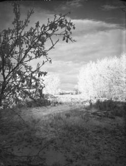 Untitled (bushes)