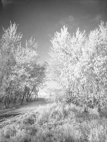 Untitled (rural winter scene)