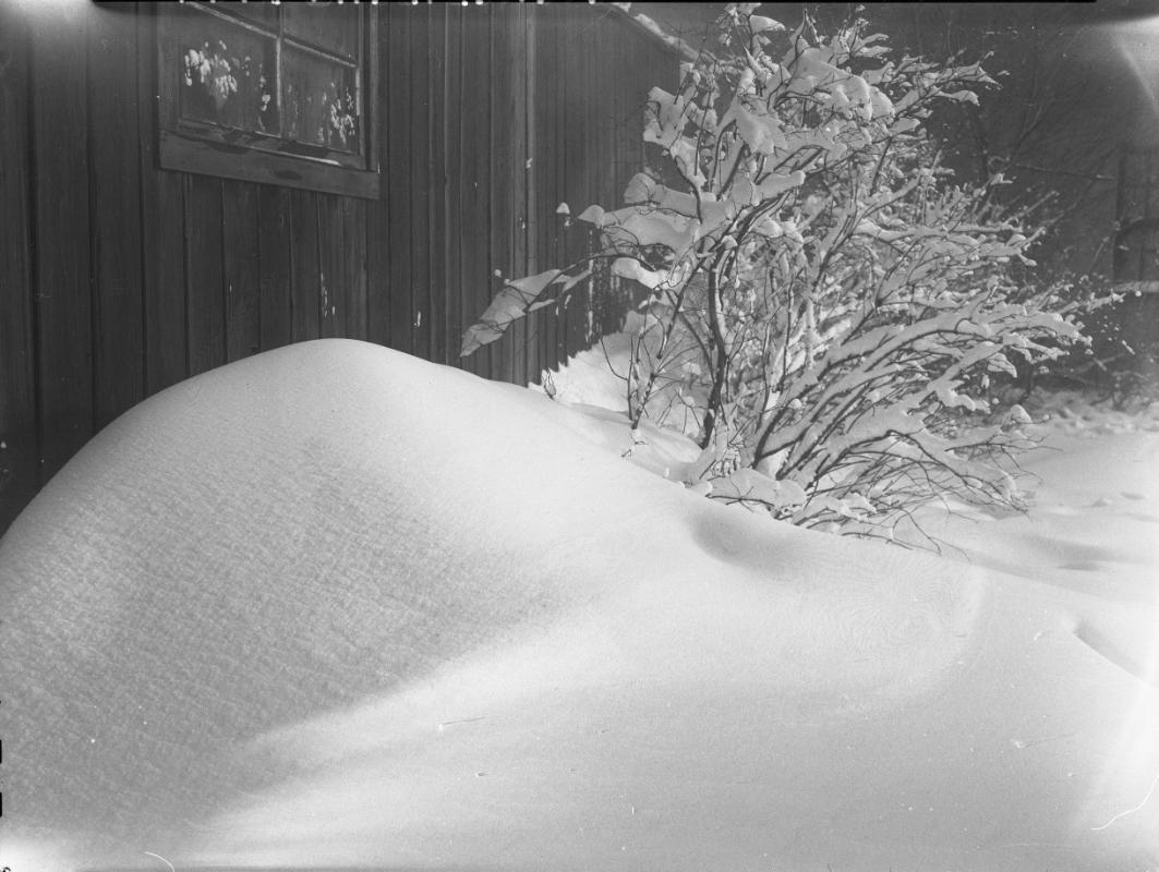 Untitled (snow-covered bush)