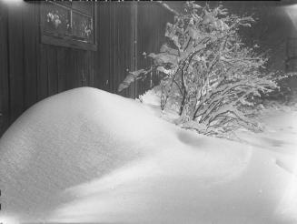 Untitled (snow-covered bush)