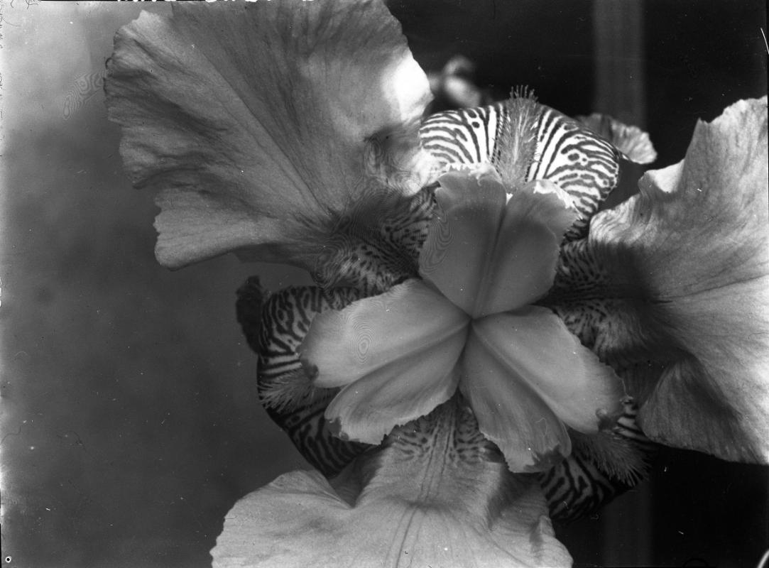 Untitled (iris)