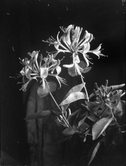 Untitled (flowering plant)