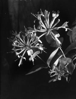 Untitled (flowering plant)