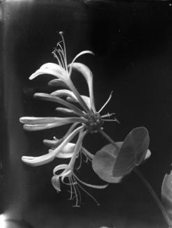 Untitled (flowering plant)