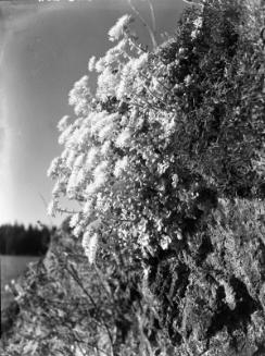 Untitled (flowers on river bank)