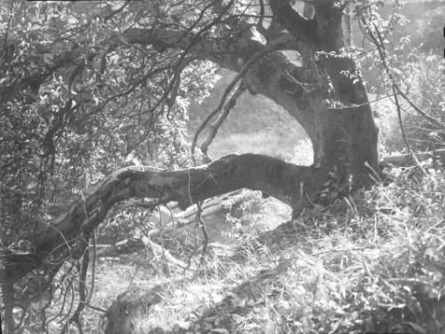 Untitled (gnarled tree)