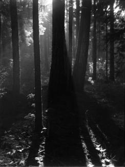 Untitled (tree trunks)