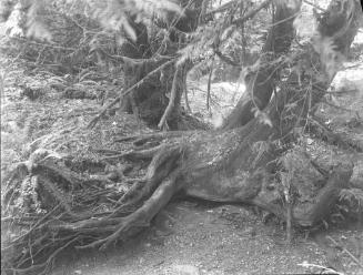 Untitled (exposed tree roots)