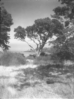 Untitled (grassland by lake)