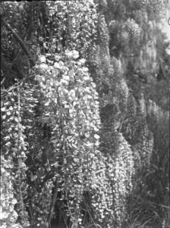 Untitled (hanging vines)