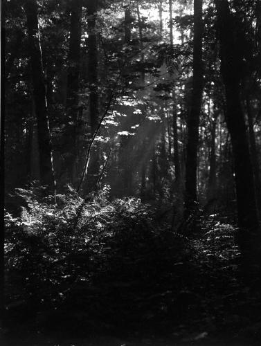 Untitled (sunlit forest and ferns)