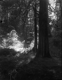 Untitled (sunlit forest floor)
