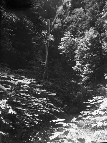 Untitled (path through woods)