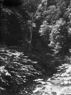 Untitled (path through woods)