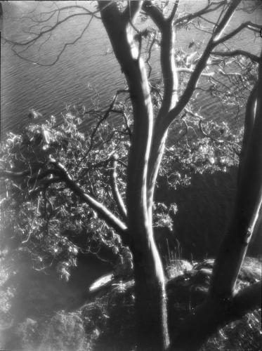 Untitled (river bank)