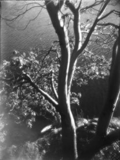 Untitled (river bank)