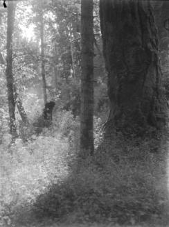 Untitled (sunlit forest interior)