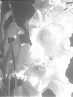 Untitled (two flowers)