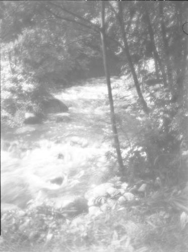 Untitled (stream through woods)