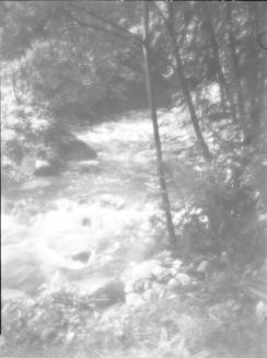 Untitled (stream through woods)