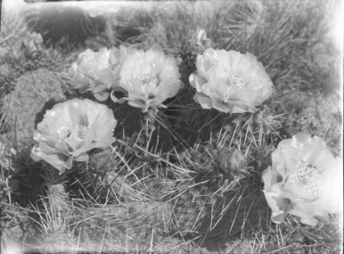 Untitled (flowering cactus)
