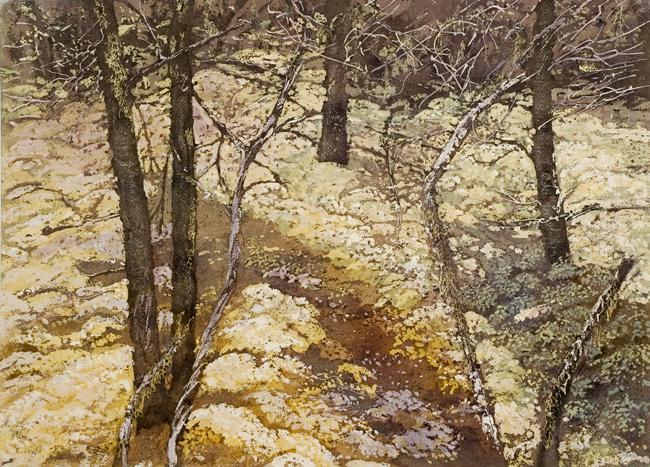Northern Forest