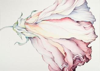 Hibiscus #II