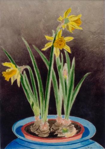 Untitled (daffodils)
