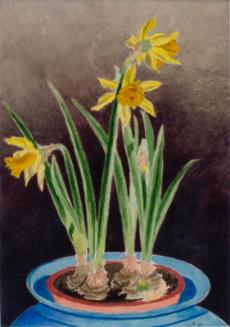 Untitled (daffodils)