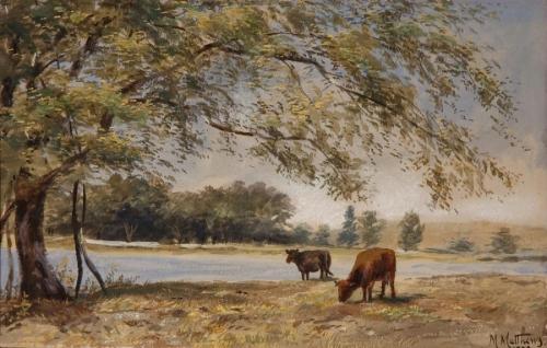 Cattle Grazing
