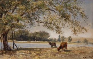 Cattle Grazing