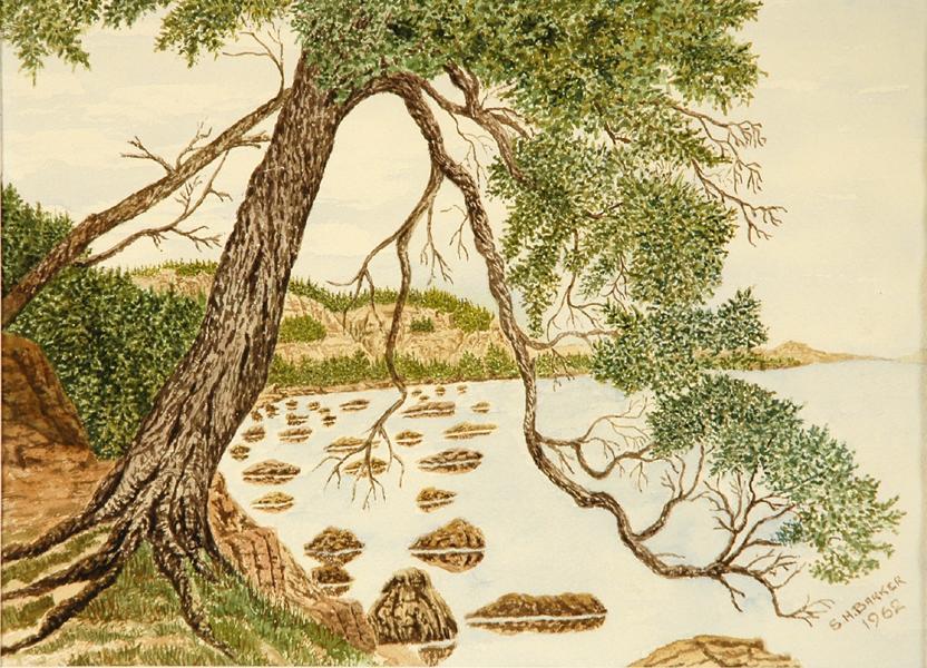Untitled (tree overhanging water)
