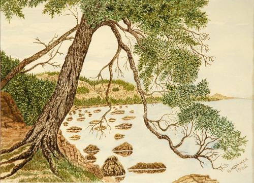Untitled (tree overhanging water)
