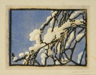 Untitled (snow-covered boughs)