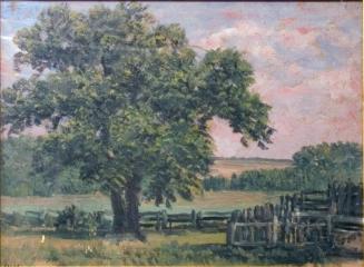 Elm Tree Near Kitchener