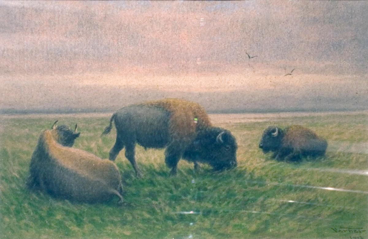 Buffalo