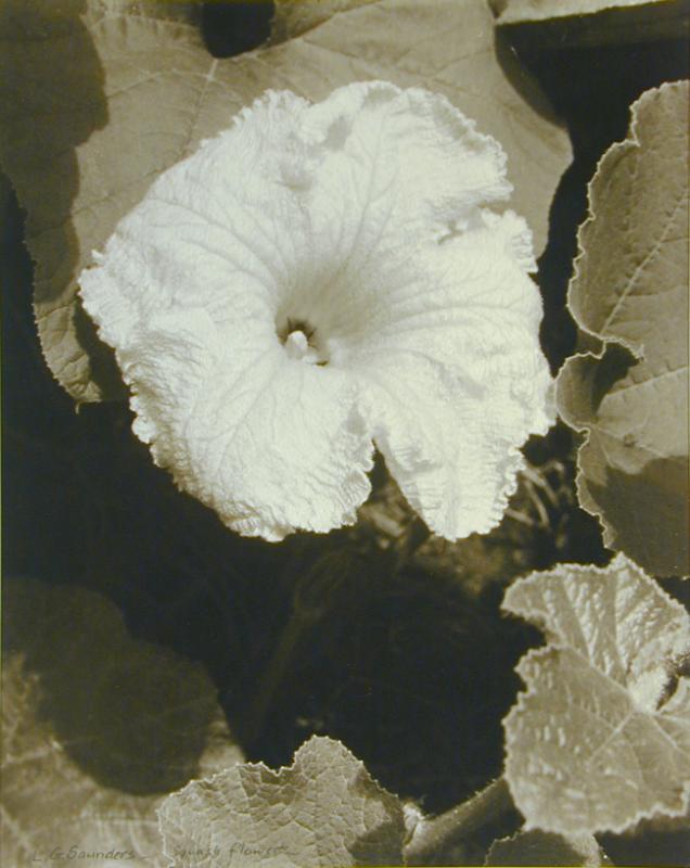 Squash Flowers