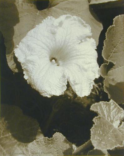 Squash Flowers