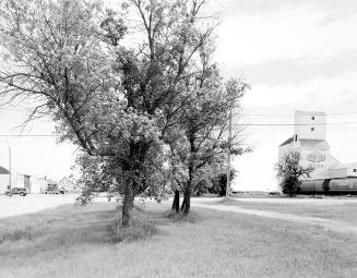 Trees, Arcola, Saskatchewan, June 1986
