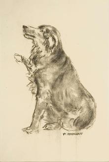 Untitled (dog)