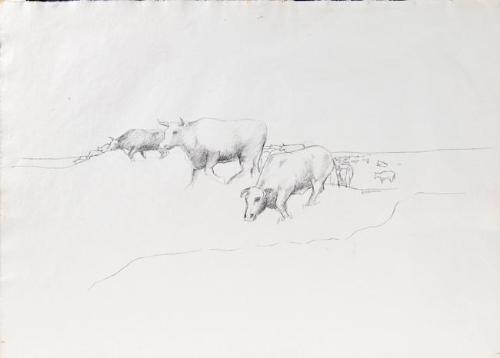 Prairie Cattle